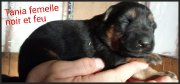 chiots Berger Allemand