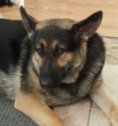 chiots Berger Allemand