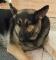 chiots Berger Allemand