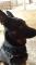 chiots Berger Allemand