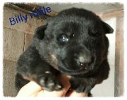 chiots Berger Allemand