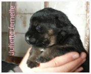 chiots Berger Allemand
