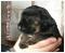 chiots Berger Allemand