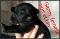 chiots Berger Allemand