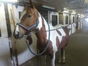 Jument, paint horse tobiano *WESTERN* (NÉGOCIABLE)