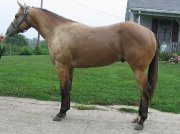Saillie étalon Quarter Horse