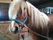 Plusieurs chevaux a vendre