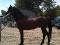 Plusieurs chevaux a vendre