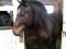 Plusieurs chevaux a vendre
