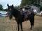 Plusieurs chevaux a vendre