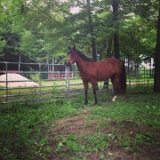 Magnifique cheval à vendre!