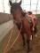 Magnifique cheval à vendre!