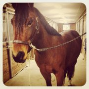 Magnifique cheval à vendre!