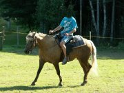 belle jument palomino