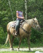 belle jument palomino