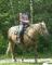 belle jument palomino