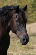 Demi pension cheval Canadien