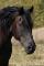 Demi pension cheval Canadien