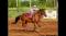 Pension chevaux... 1 box libre maintenant