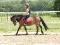 Travaille d'un poney