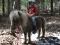 Superbe Cheval Miniature