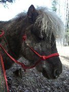 Superbe Cheval Miniature