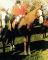 Magnifique guilding Belge/Warmblood 