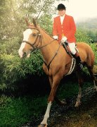 Magnifique guilding Belge/Warmblood 