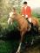 Magnifique guilding Belge/Warmblood 