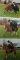Magnifique guilding Belge/Warmblood 