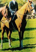 Magnifique guilding Belge/Warmblood 