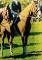 Magnifique guilding Belge/Warmblood 