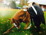 Magnifique guilding Belge/Warmblood 