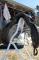 Selle classique Tout usage 16 pouce (DOIT...