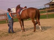 besoin d'aide avec vos chevaux? 