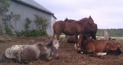 Chevaux d'école au repos