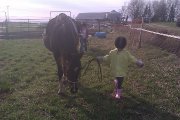 On rentre les chevaux après le cours