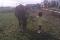 On rentre les chevaux après le cours