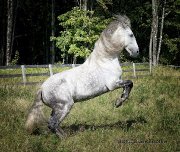 Lusitanien à vendre 