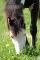 etalon poulain paint horse