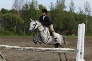 Medium Poney Welsh - super en concours, d&eacute;butant ou avanc&eacute;!