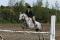 Medium Poney Welsh - super en concours, débutant...