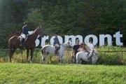 Medium Poney Welsh - super en concours, d&eacute;butant ou avanc&eacute;!