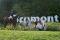 Medium Poney Welsh - super en concours, débutant...