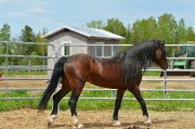 Super beau etalon pur sang welsh enregistrer en...