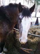 Recherche emplois avec chevaux !!!!