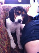 Chiots treeing walker X saintongeois