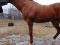 Jument poulinière cheval enregistrée