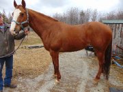 Jument poulinière cheval enregistrée