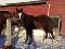 Pouliche 2ans enr. Paint solid à vendre